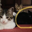 黒猫くんキャンセルの為再募集！