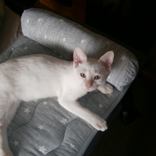 大牟田市の猫の里親募集情報まとめ ペットのおうち 月間利用者150万人