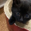 子猫保護しました。