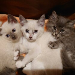 保護猫の譲渡会in守山