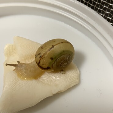 掃除で別の所に移してたらなんか偶然寄り添い合ってた 可愛い
