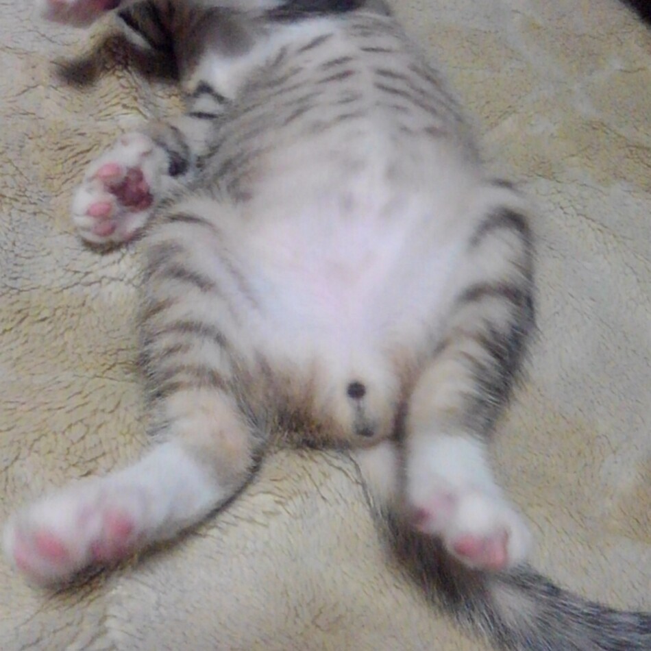 齊藤トムキャットカプチーノ助のカバー写真