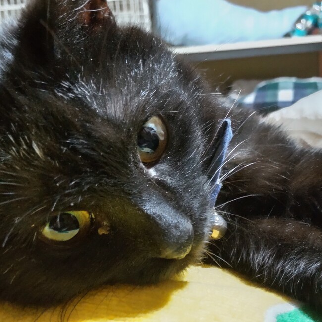 黒猫の母のカバー写真