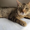メス猫1歳半　臆病で怖がりですが、人懐っこい。