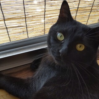 おそらく10ヶ月ぐらいの黒猫男子です