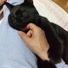 おそらく10ヶ月ぐらいの黒猫男子です サムネイル2