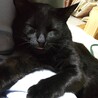 おそらく10ヶ月ぐらいの黒猫男子です サムネイル3