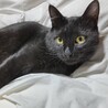 おそらく10ヶ月ぐらいの黒猫男子です サムネイル4