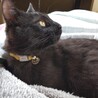 おそらく10ヶ月ぐらいの黒猫男子です サムネイル5