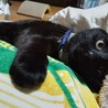 おそらく10ヶ月ぐらいの黒猫男子です サムネイル6
