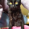 おそらく10ヶ月ぐらいの黒猫男子です サムネイル7