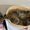 あたまな