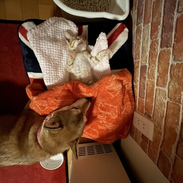 保護猫茶トラと先住犬です