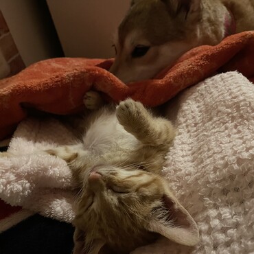 先住犬と保護猫茶トラ