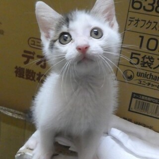 かわいいシロちゃん