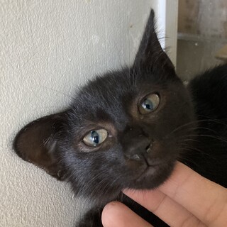 ⑤黒子猫メスの里親募集