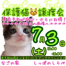 カムフェス保護猫譲渡会