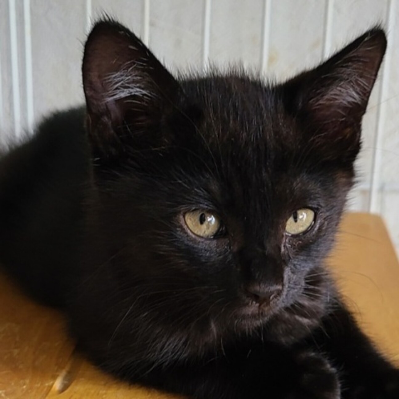 ７ ４江戸川橋 ごーどん 東京都 猫の里親募集 ペットのおうち 月間利用者150万人