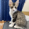 もっふもふキジシロ長毛の女の子です