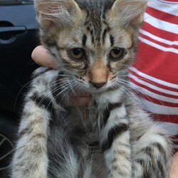 【保護活動】ふわふわ黒トラちゃん