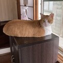 自宅近くで保護した,おとなしい性格の子猫です。