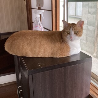 自宅近くで保護した,おとなしい性格の子猫です。