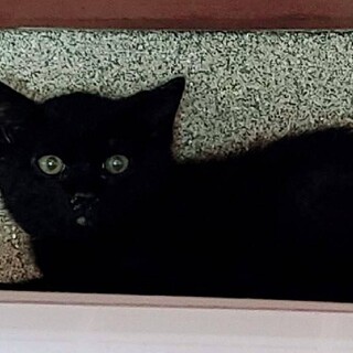 可愛い仔猫３か月です