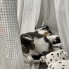 ポアロん