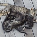 キジトラ子猫2匹