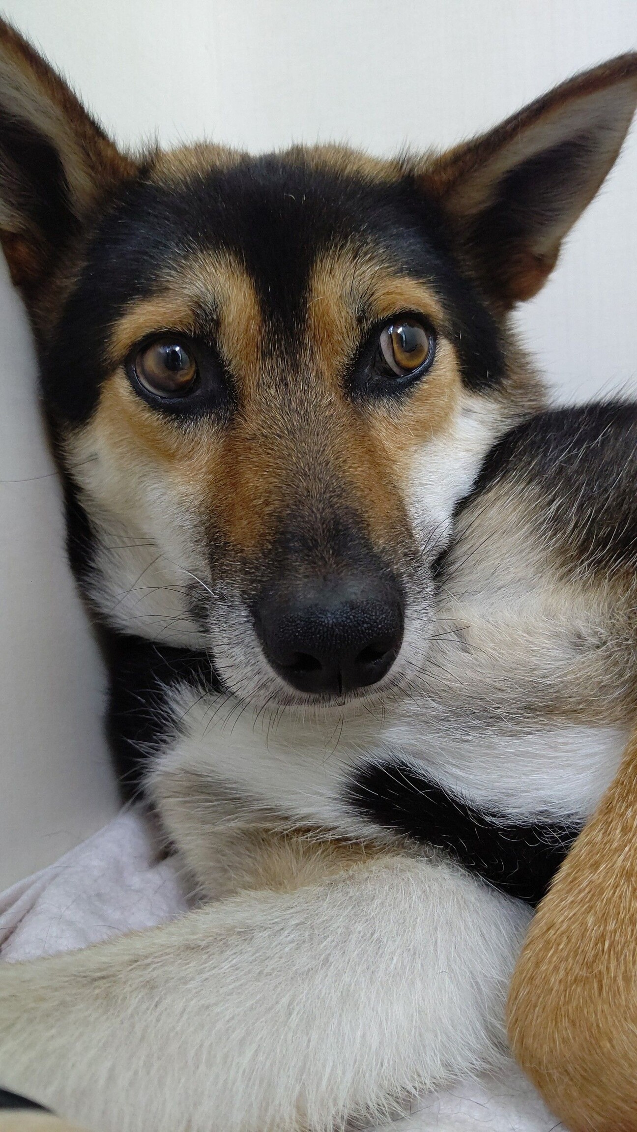 ご家族が決まりました 岡山県 犬の里親募集 ペットのおうち 月間利用者150万人