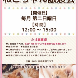 ねこちゃん譲渡会