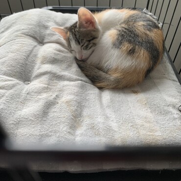 シャンプーしてぐっすり
