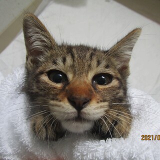 ③キジトラ子猫メスシッポ短めの里親募集