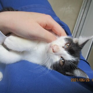 ⑥ハチワレ黒白子猫メスの里親募集