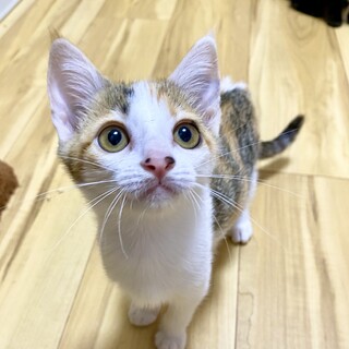 キャリアなんて問題なし！超絶美少女キャロライナ