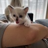 ぼーるべん