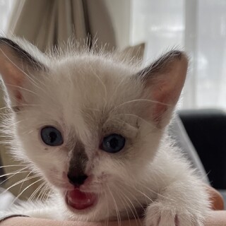 生後1ヶ月の仔猫を保護しました。