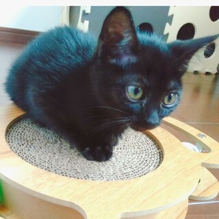 よく見て！自眉♥がキュート『あたみちゃん』