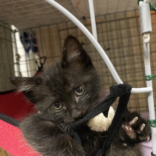 人懐っこい2ヶ月弱黒猫♂兄弟で募集中