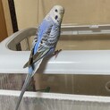 セキセイインコの女の子