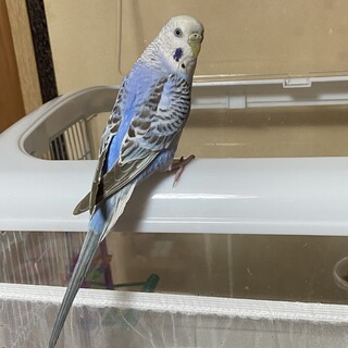 セキセイインコの女の子