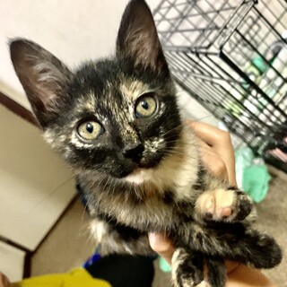 2ヶ月半サビ猫♀