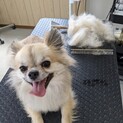 人懐っこくて、誰にでも懐きます！元気な男の子です！