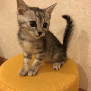 アメショみたいな可愛い子