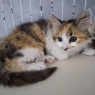 長毛ミケ子猫