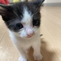 生後1ヶ月！ハチワレ兄弟