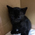 子猫 黒猫 兄弟