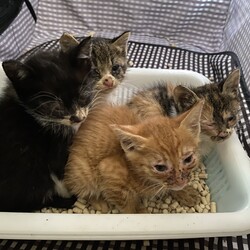 ２回目の保護活動