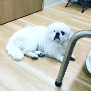 可愛くて懐っこいペキニーズのちゃうちゃう君