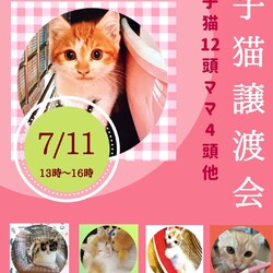 子猫12頭の譲渡会♪in多摩センター